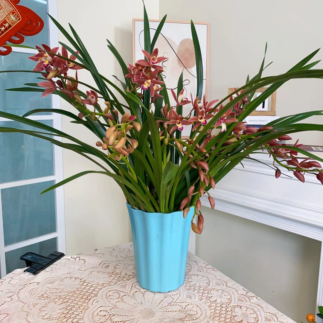 【年宵花】兰花大花蕙兰国兰盆栽室内花卉绿植阳台浓香植物好养盆景