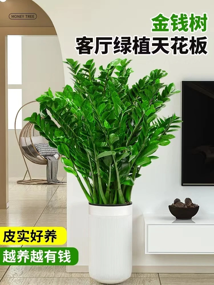 精选A级金钱树客厅大绿植新房乔迁送礼大型盆景净化空气吸甲醛