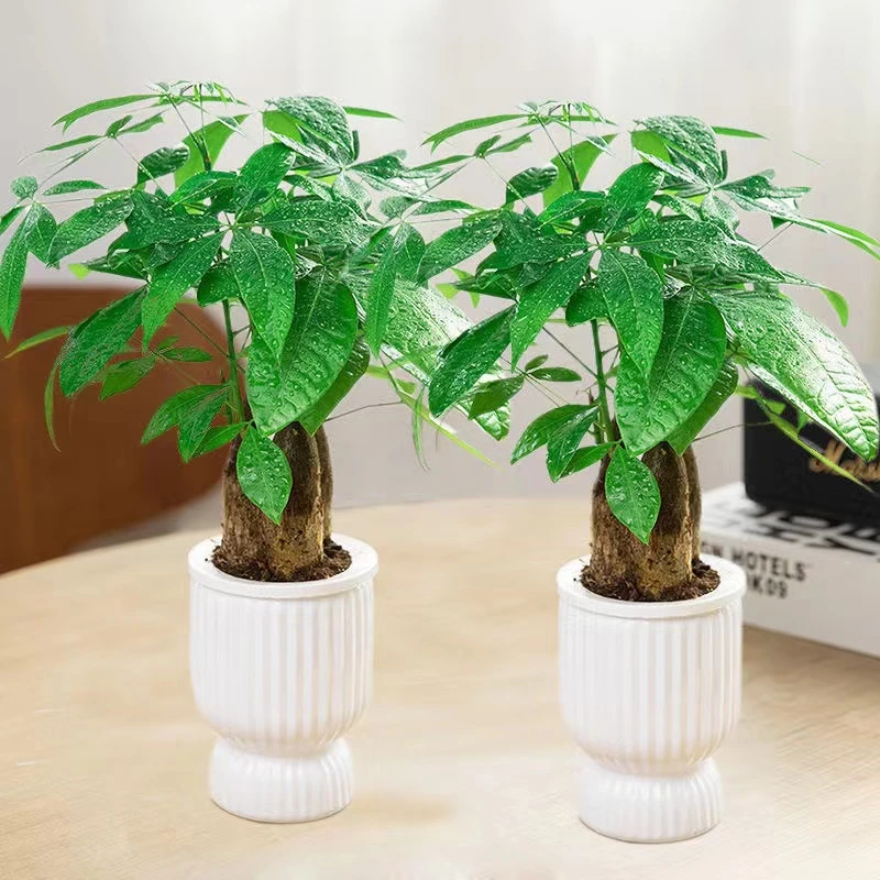 【拍一发二】三杆发财树带盆种好发货桌面植物室内花卉好养绿植盆栽