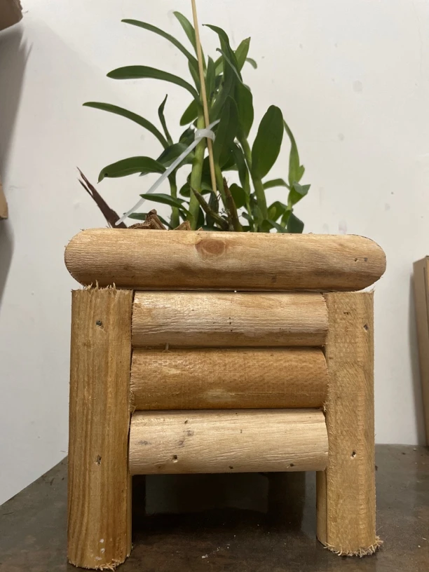 云南珍虫石斛一件包邮