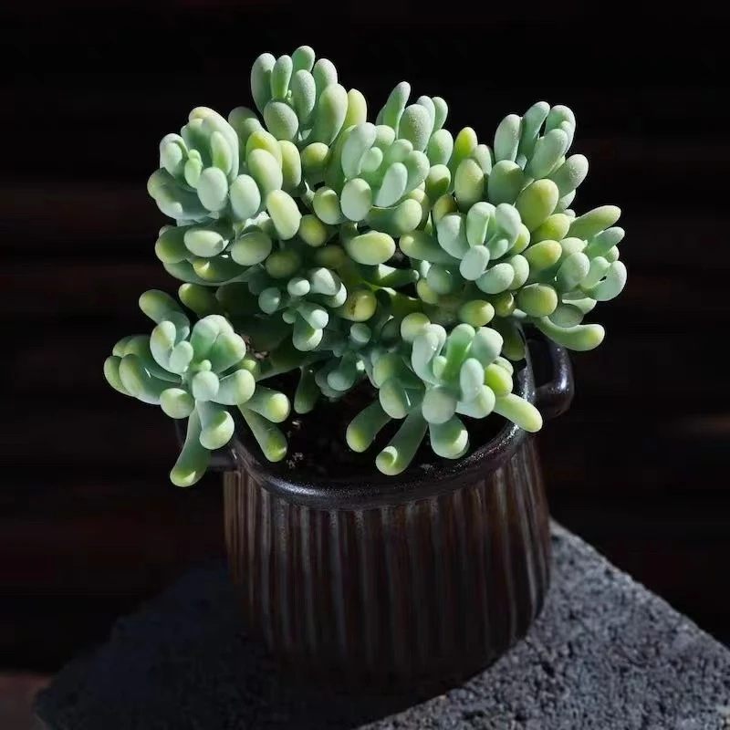 【满15元包邮】稀有精品植物香蕉美人多肉-以直播间展示为准