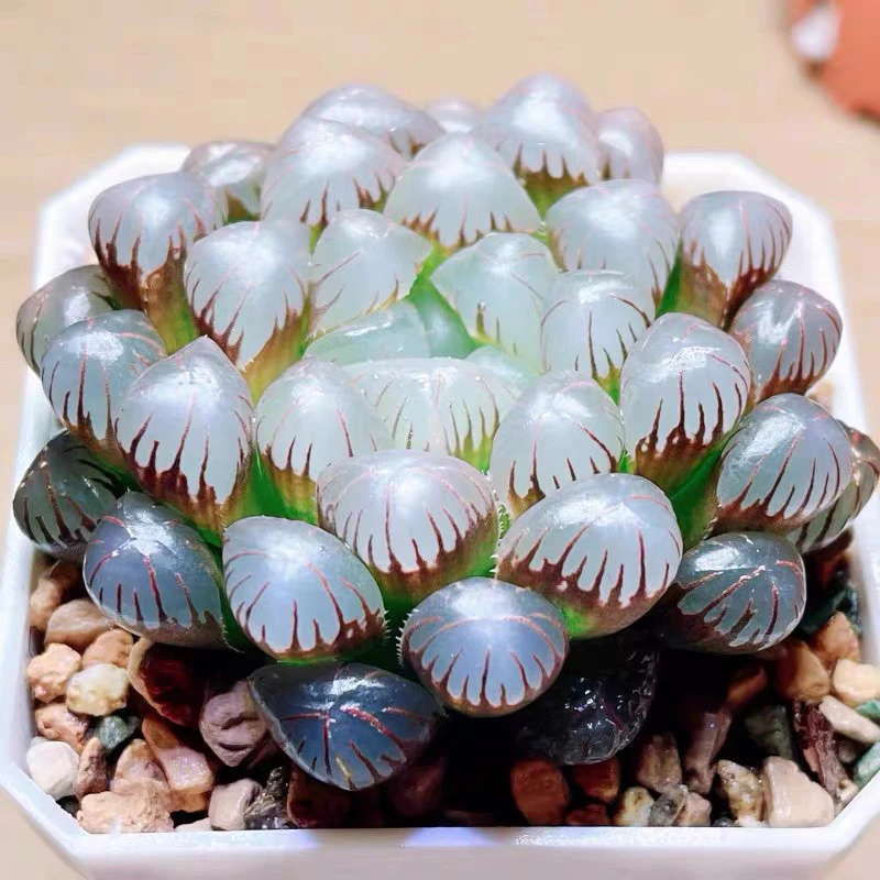 ［满15元包邮］黑姬玉露多肉