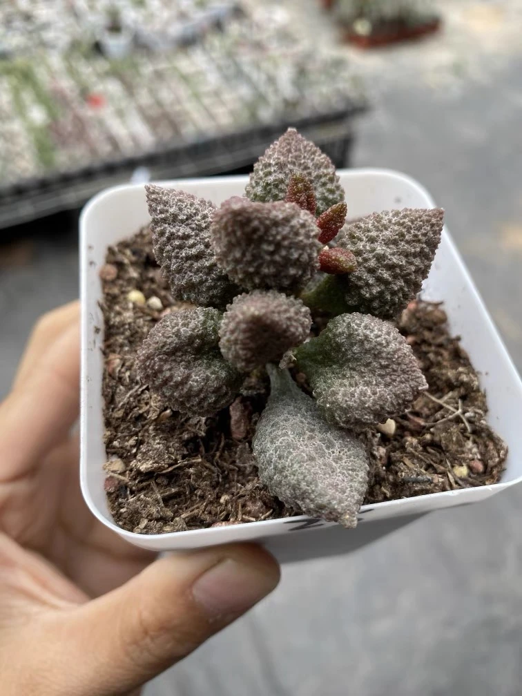 【满15元包邮】荔之皮多肉