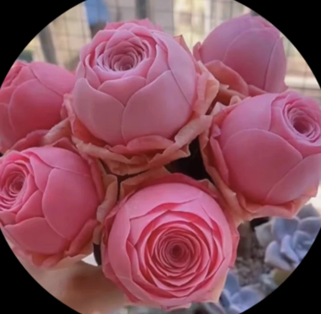 ［满15元包邮］山地玫瑰紫玫瑰多肉