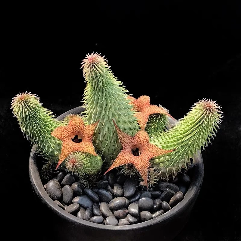 【满15元包邮】阿修罗多肉