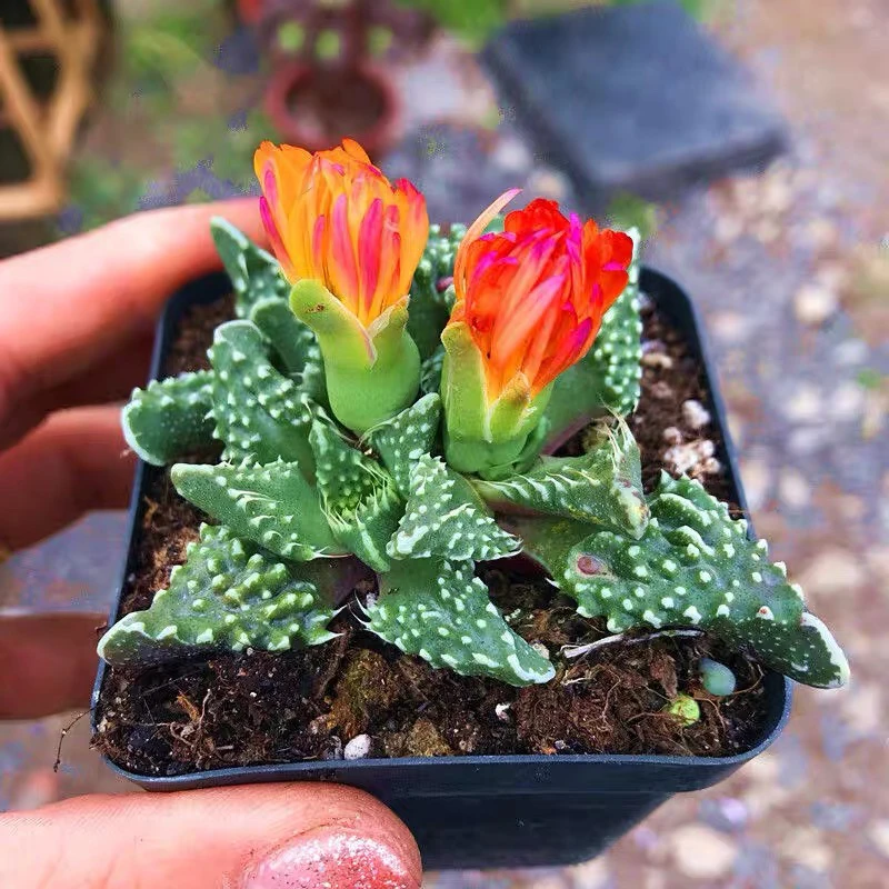 【满15元包邮】怒涛多肉