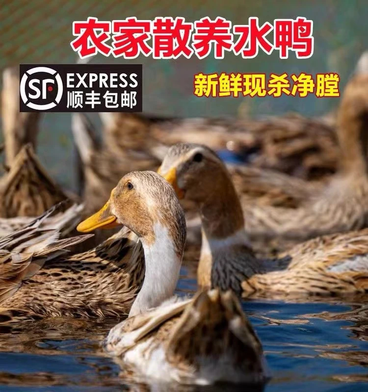 括苍山溪水鸭散养鸭子