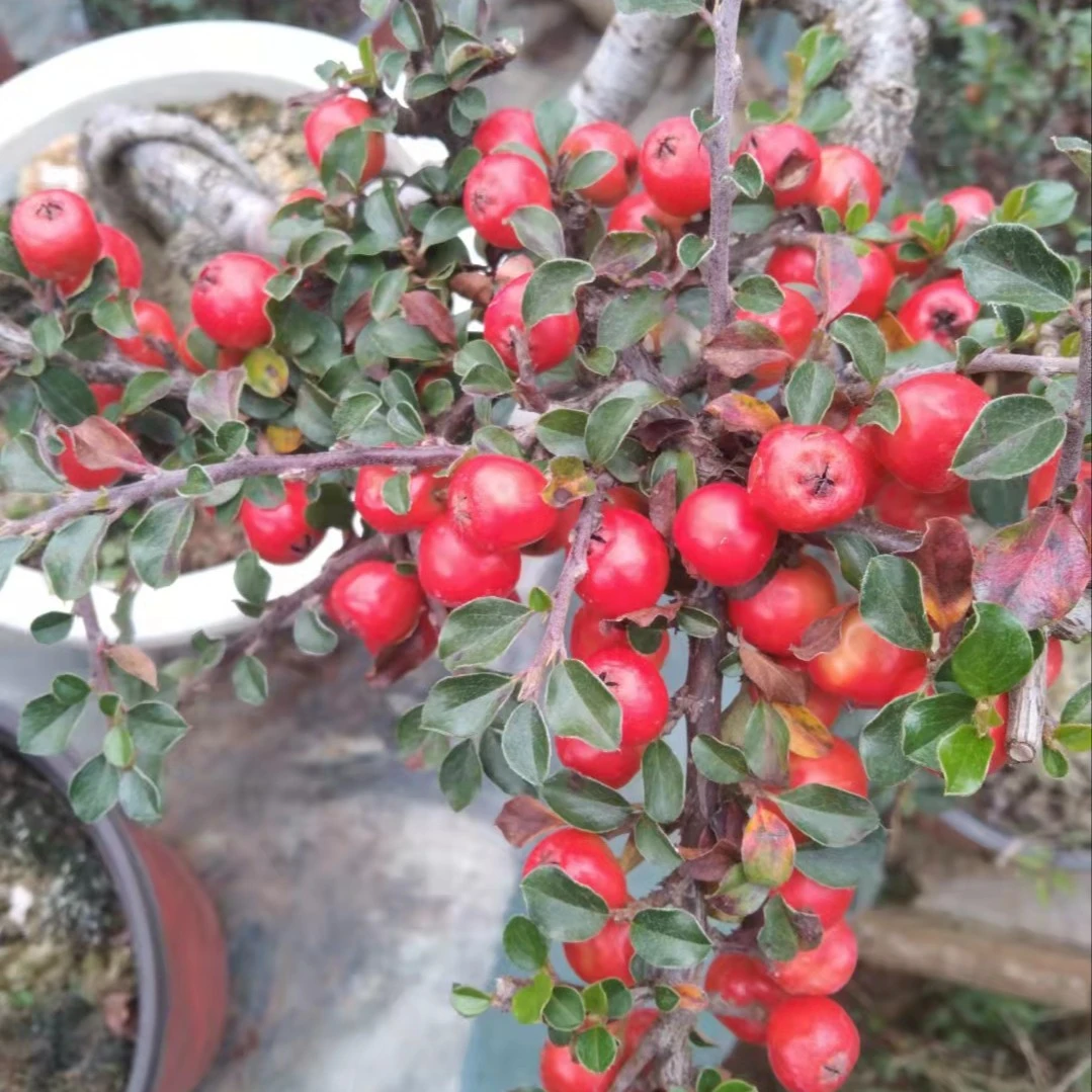 红花荀子，美观大方，物美价廉，适合养在阳台和花园
