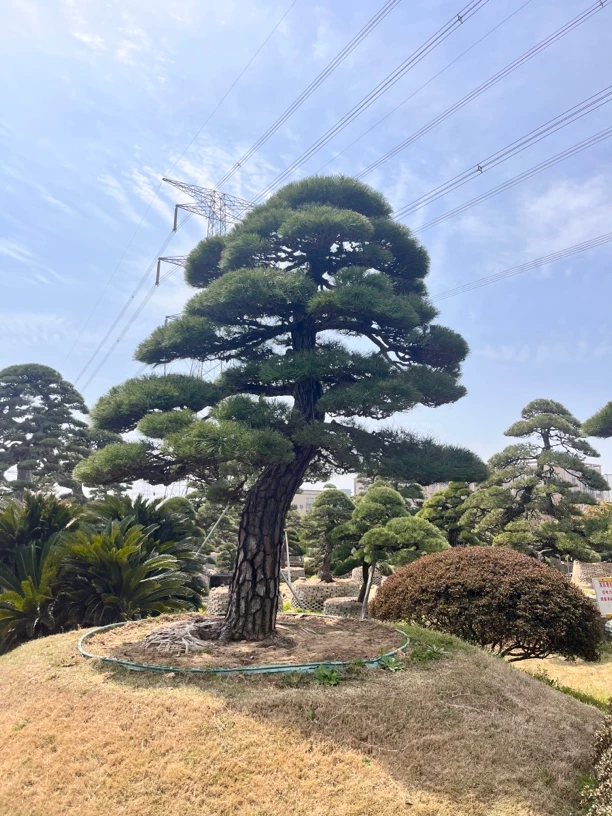 造型景观黑松罗汉松景观树造型树迎客松移栽苗精品
