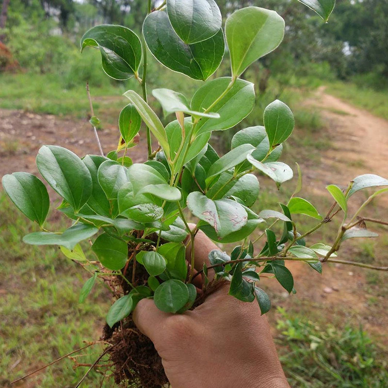 现挖菝葜苗金刚刺苗金刚藤苗多年生爬藤植物铁菱角苗新鲜菝葜包邮