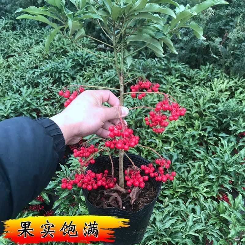 富贵籽盆栽黄金万两办公室客厅招财室内耐寒好养观果吉祥朱砂根
