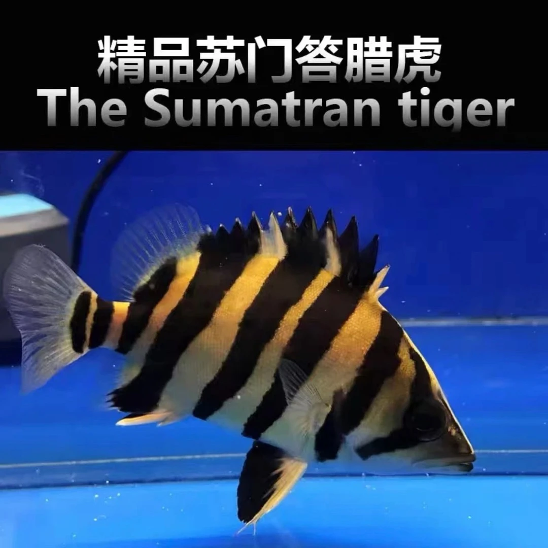 观赏鱼活体苏门答腊虎鱼三纹四纹虎鱼苗健康包活