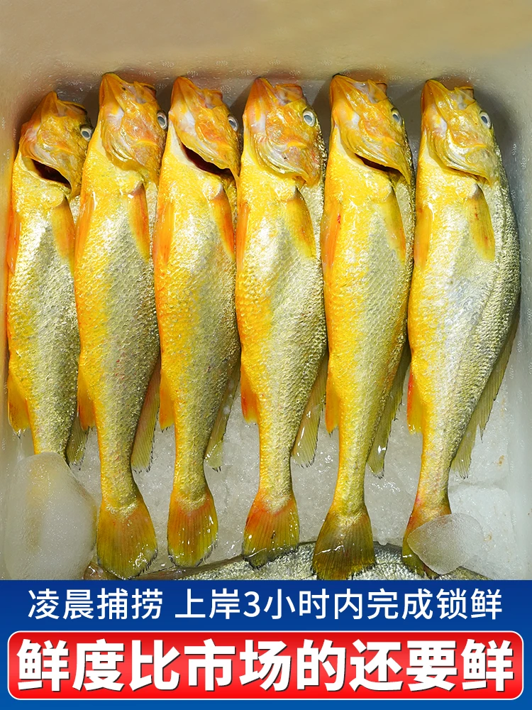 鲜嫩海速冻黄花鱼9两-1斤鲜活新鲜高品质海洋急冻活冻甄选优质