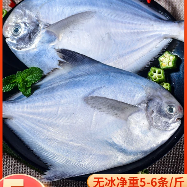 5条/斤共25-30条5斤海捕肉质清蒸白鲳鱼平鱼镜鱼海鱼扁鱼鲜嫩细嫩