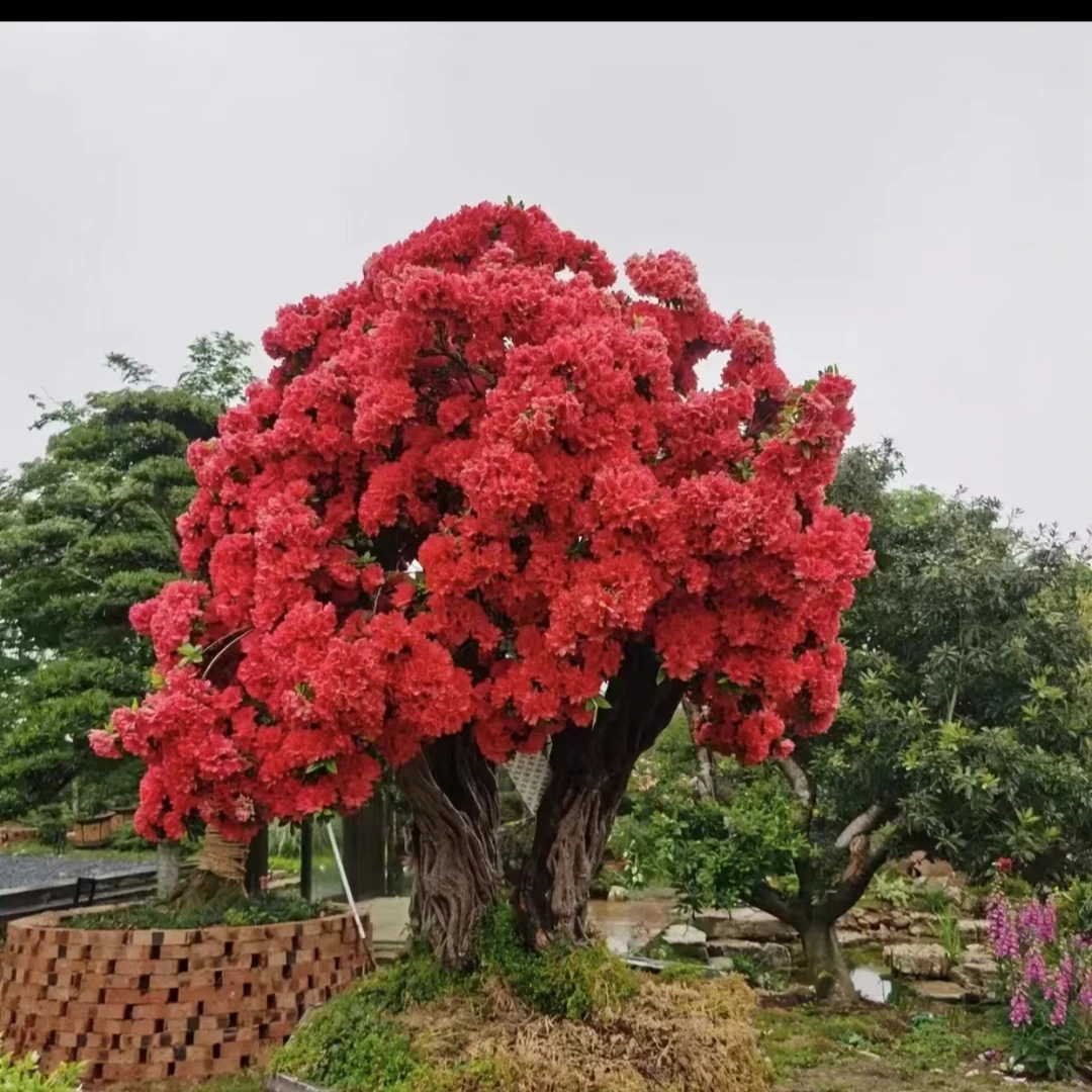 （一物一拍）杜鹃老桩耐寒耐热品种地景盆景正宗庭院别墅绿植大盆栽