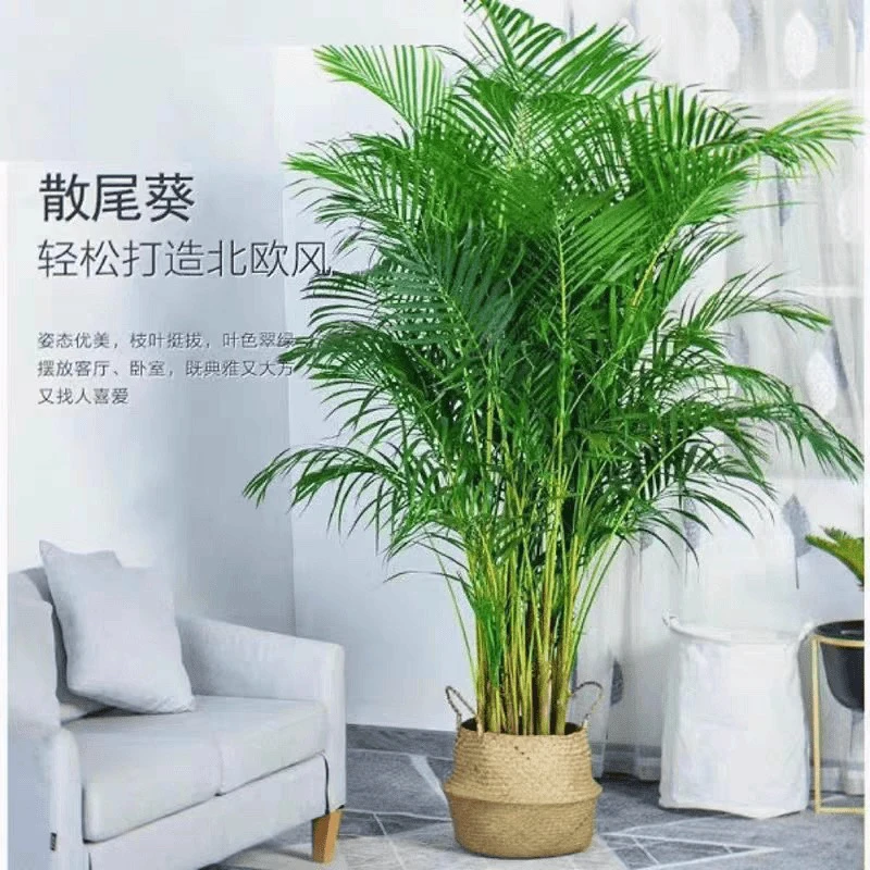散尾葵大型盆栽净化空气吸甲醛网红植物，室内客厅凤尾竹绿植