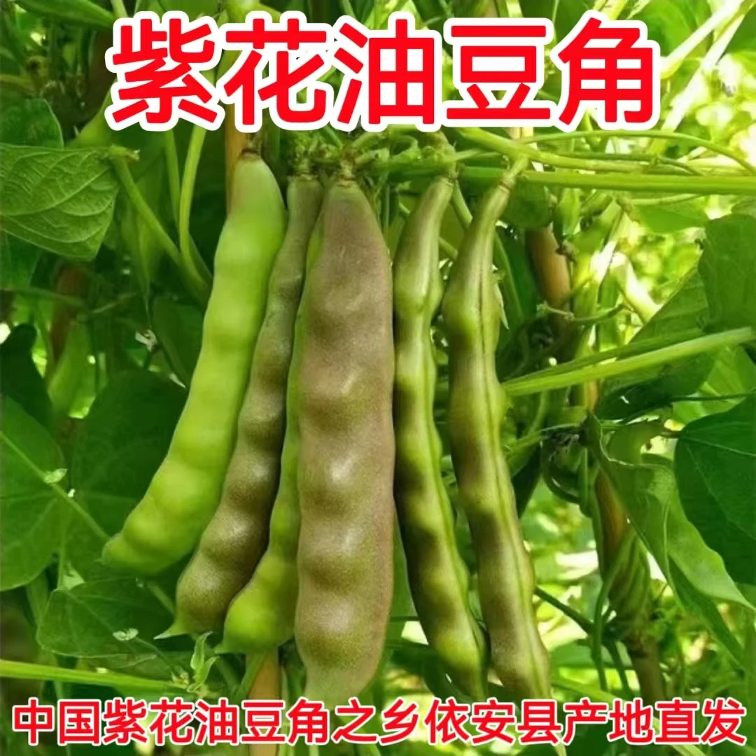 正宗东北紫花油豆角依安特产紫花油豆角新鲜现摘现发