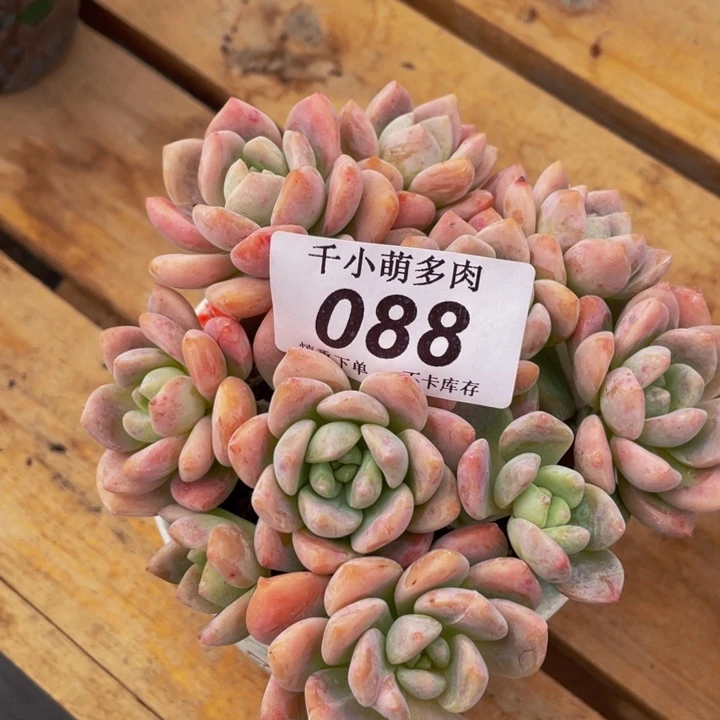 凤*谢谢你了哈亲爱000088