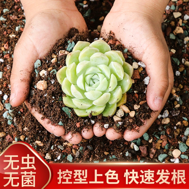 【吉祥多肉】多肉专用颗粒土营养土种植土疏松透气栽种发根土思威博