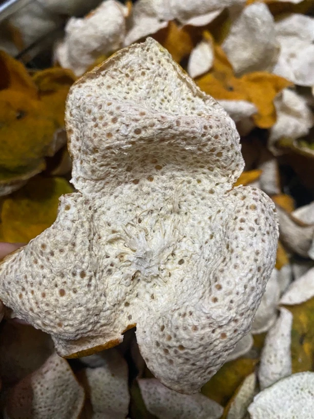 新会陈皮2023年梅江产区圈枝老树大红皮