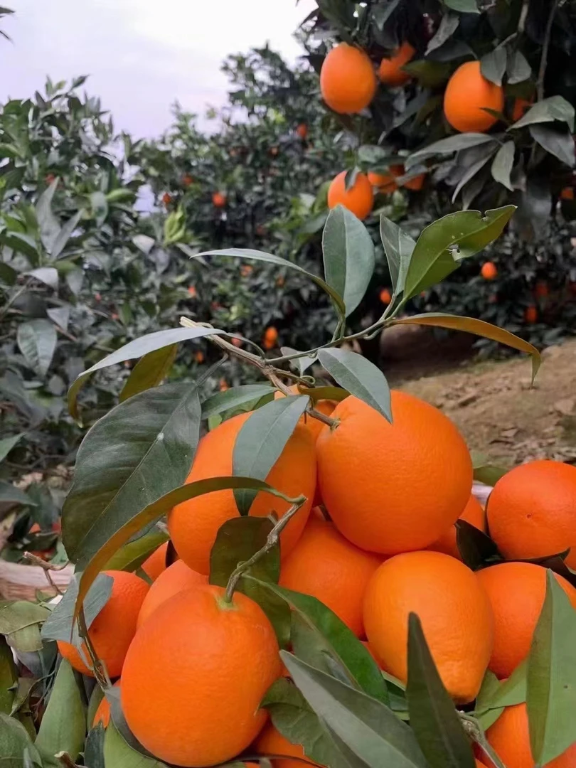 正宗奉节脐橙迷你小果净重4.6斤榨汁专用天然自然