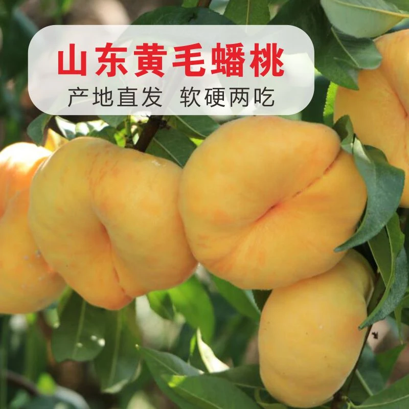 【褚永朋】山东蒙阴毛蟠桃扁桃新鲜果园现摘现发2-4斤