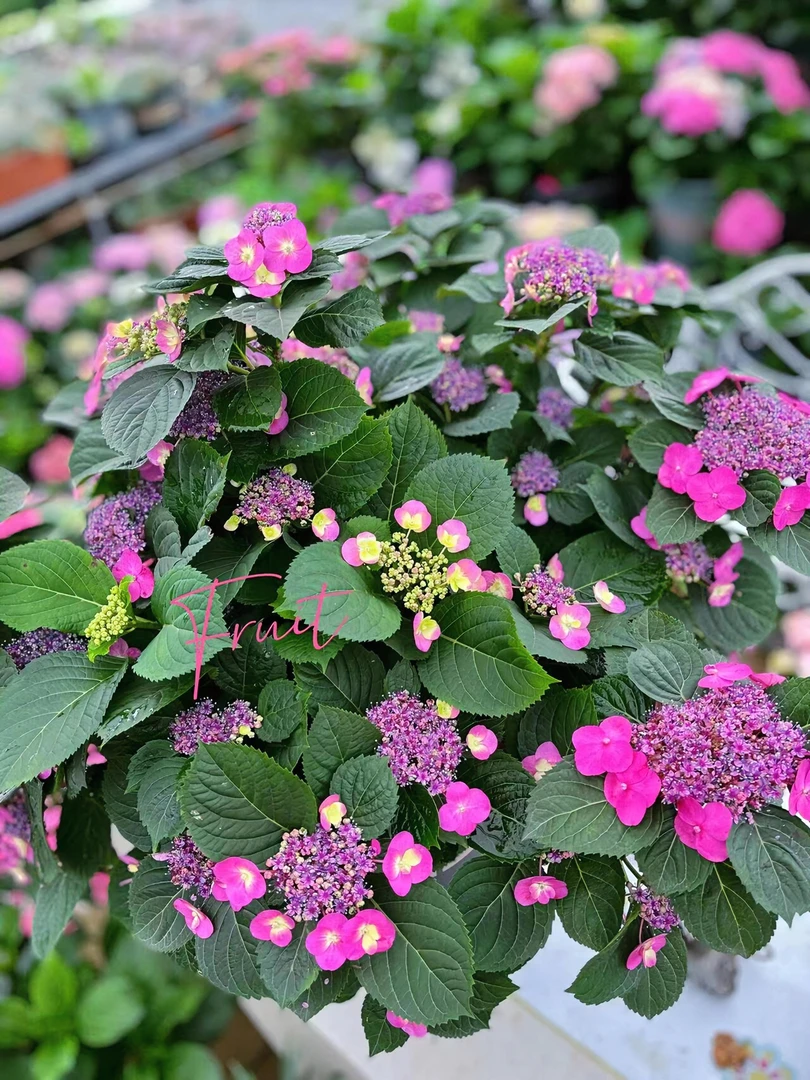 （棉花糖）绣球盆栽可盆栽地栽