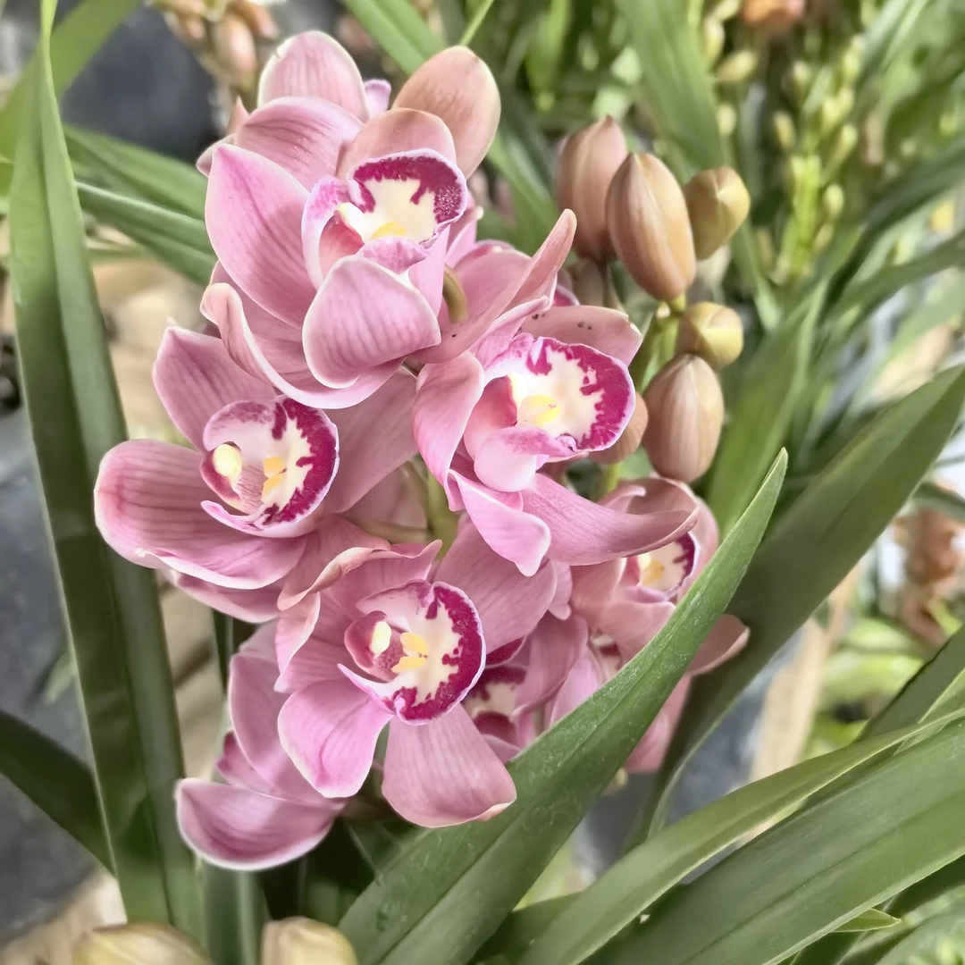 （葡萄美酒）年宵花卉大花惠兰