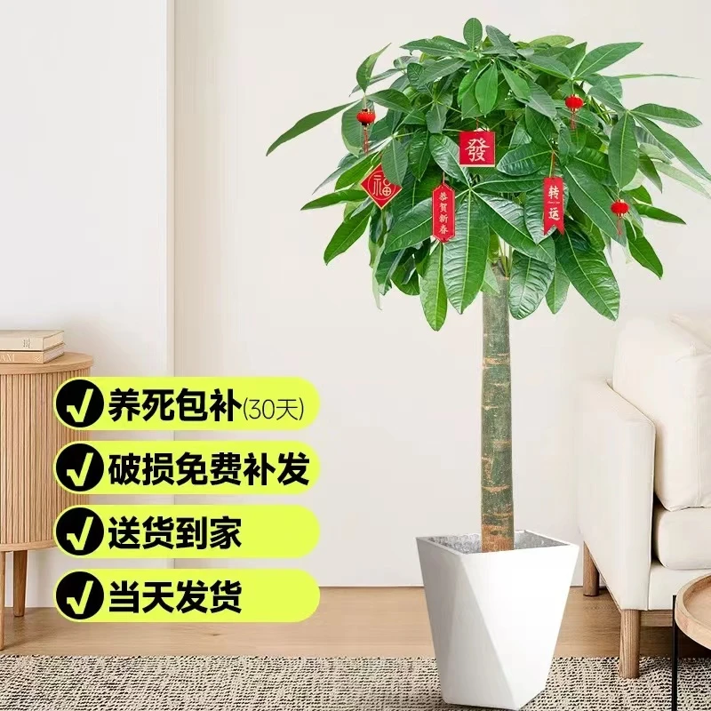 （送货到家）（1.2-1.3）发财树客厅绿植盆栽大棵型植物花卉落地