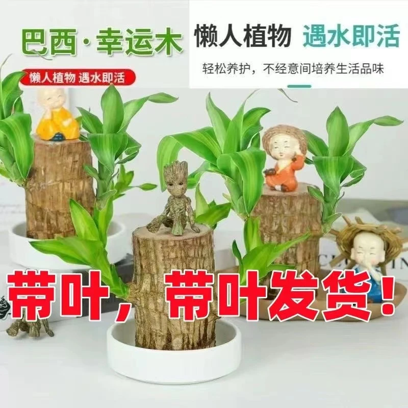 【巴西木带叶】水培幸运木室内阳台桌摆懒人cm绿植盆栽水养四季常青