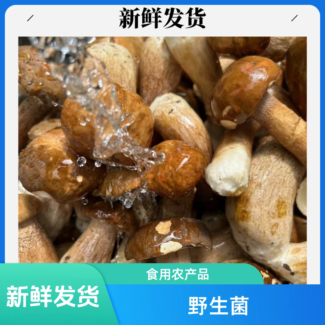 四川野生牛肝菌  顺丰新鲜发货