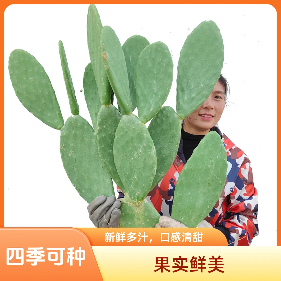 【米邦塔】仙人掌食用外敷美容灌肤嫁接盆栽多肉室内外耐旱种植好养