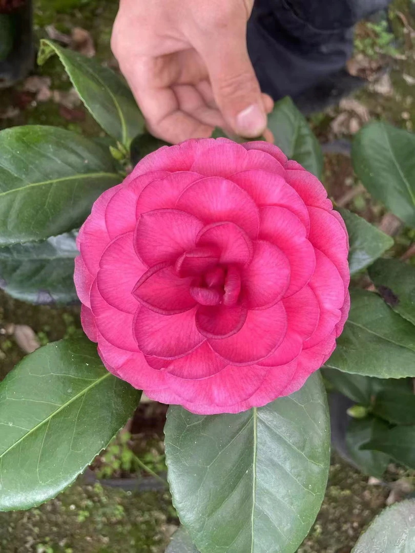 《无敌贝拉》10-16CM巨型茶花带花苞  阳台庭院栽种