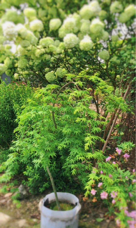 日系垂枝品种枫树 流泉枫树 Acer palmatum Ryusen庭院阳台观叶