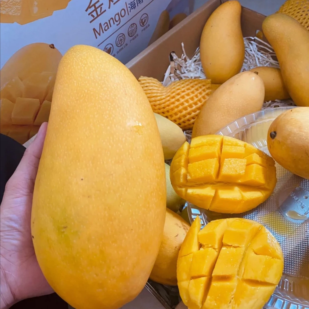 （即食金煌芒）海南三亚金煌芒净重5斤 顺丰包邮 无需催熟