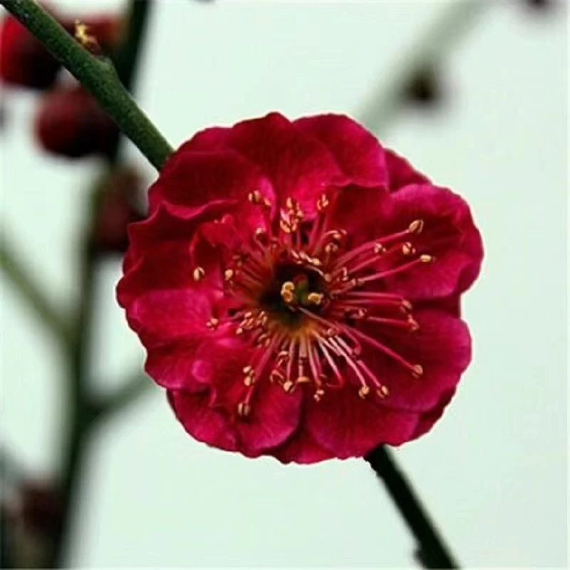 红戌朱砂梅花原生腊梅盆景耐寒造型盆景阳台朱砂梅花室内正品老桩