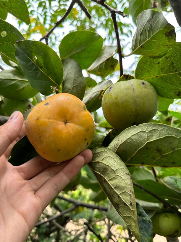 云南柿子甜柿子脆甜柿子柿子现摘现发收到即食新鲜头茬美味爽口