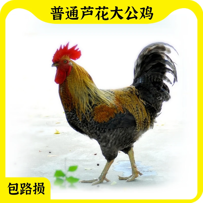 【沐沐家】散养普通芦花大公鸡