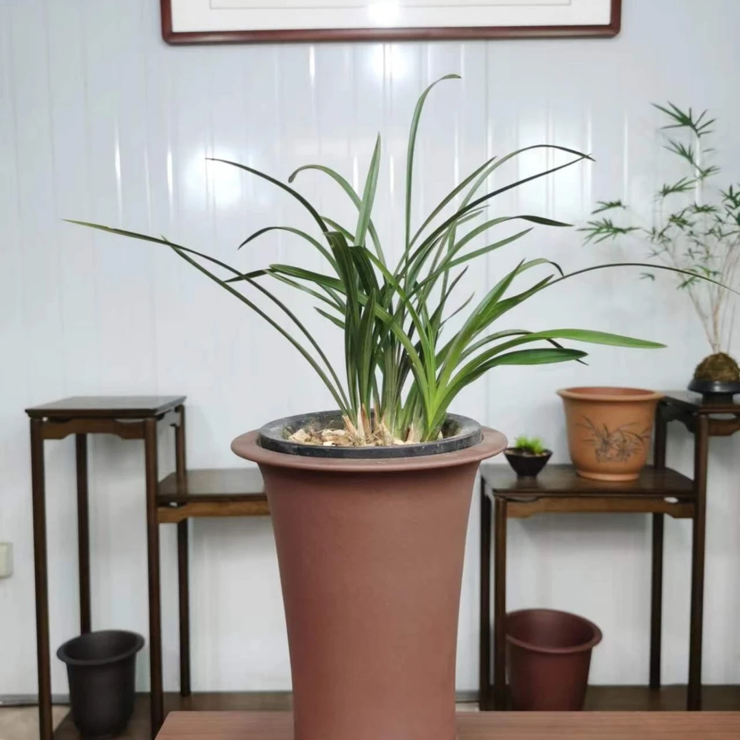 兰花春兰大富贵，传统春兰荷瓣名品，花开幽香，室内易养花卉绿植。