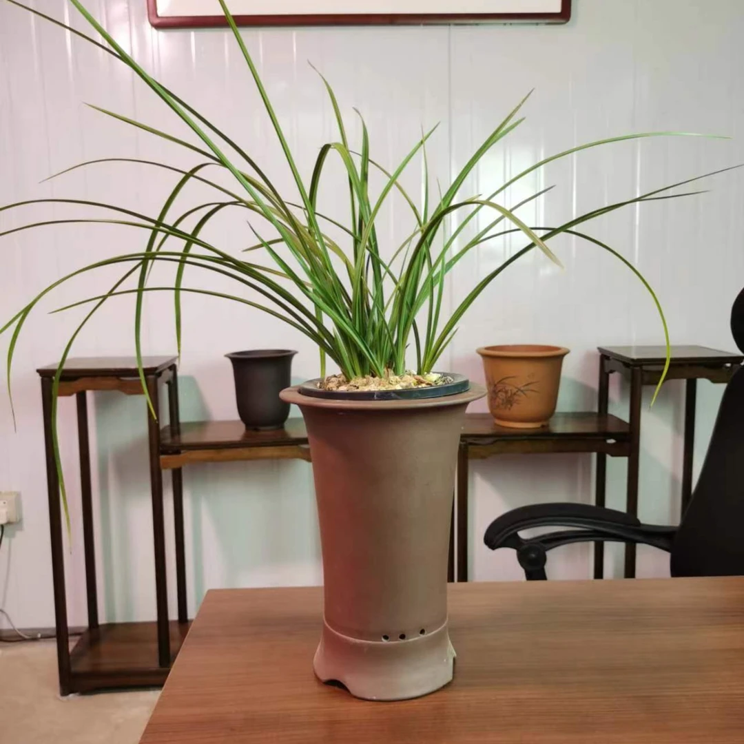 兰花蕙兰《江南新几品》蕙兰新八种之一，浓香型精气神足，花卉绿植。