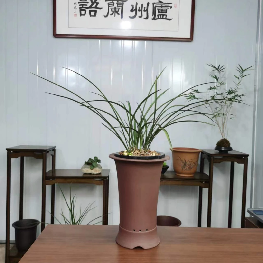 兰花春兰簪蝶，春兰副瓣蝶大花品种，花开浓香室内易养兰花绿植花卉