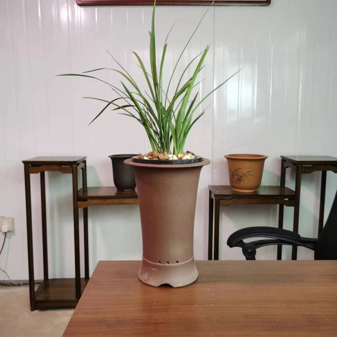 兰花春兰奇花天彭牡丹，春兰奇花王者，花开多舌多瓣多鼻头浓香型。