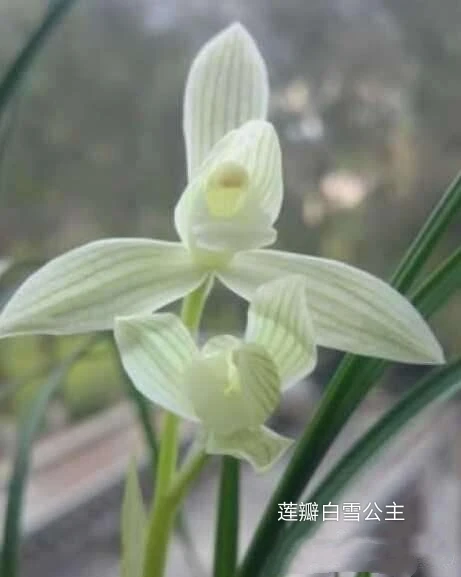 莲瓣兰雪白花白雪公主