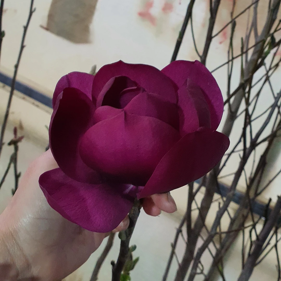 新品种玉兰 荷韵玉兰春夏秋三季开花 大花非常漂亮