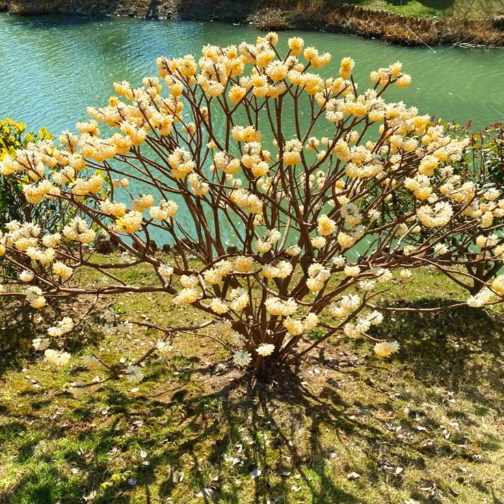 结香花苗丛生结香大苗耐寒浓香植物庭院别墅树苗喜花打结花梦冬花