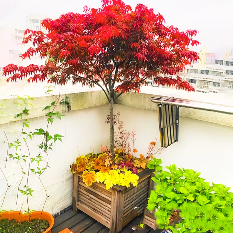 红枫树庭院别墅风景树日本红枫树苗中国红枫苗红舞姬红枫苗三季红