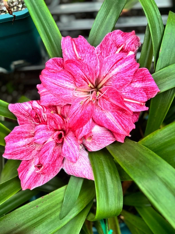贵妇朱顶红中大球，阳台室外花卉