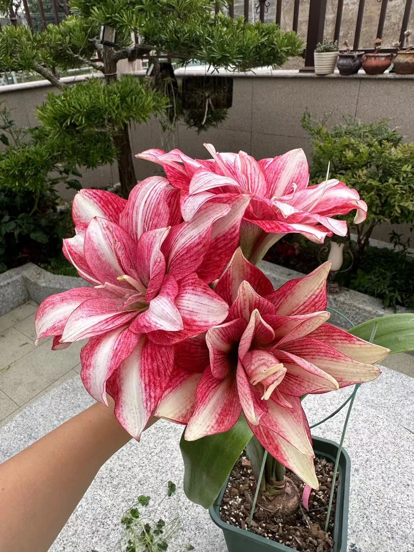 紫纹 紫艳 佛罗伦斯 吉祥如意 往事如烟 长春玉慈 秋意浓朱顶红