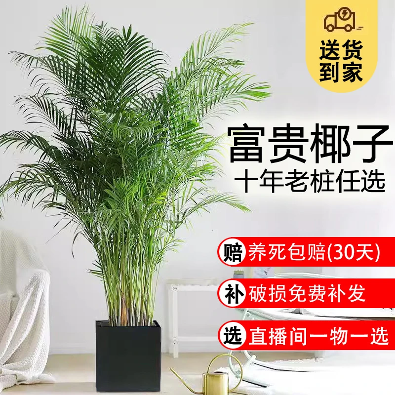 富贵椰子绿植大盆栽客厅大型室内办公室植物凤尾竹高级感玄关好养