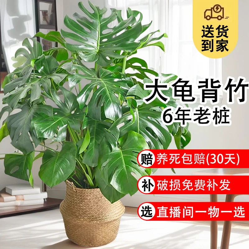 老桩盆栽龟背竹黑金刚室内客厅大型绿植大盆景花卉室内植物花卉